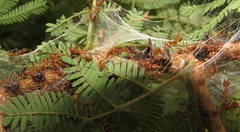 Oecophylla longinoda