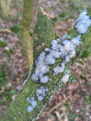 Exidia thuretiana