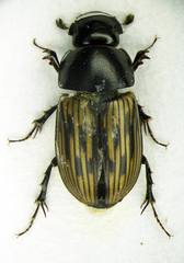 Acrossus luridus
