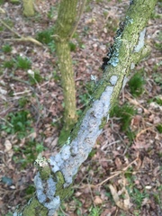 Exidia thuretiana