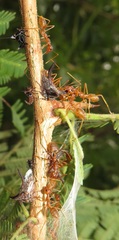 Oxyrhachis