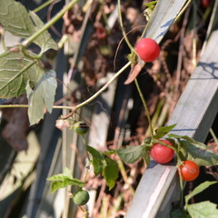 Blastania cerasiformis