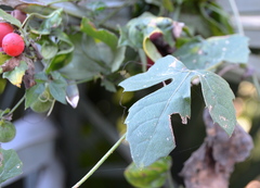 Blastania cerasiformis