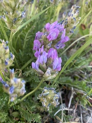 Oxytropis borealis