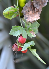 Blastania cerasiformis