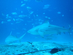 Carcharhinus leucas