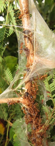African Weaver Ant