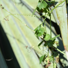 Blastania cerasiformis