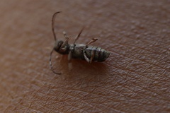 Psenocerus supernotatus