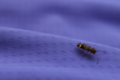 Psenocerus supernotatus