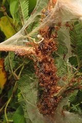 Oecophylla longinoda