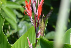 Amazilia yucatanensis