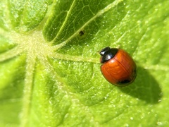 Exochomus marginipennis