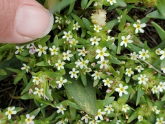 Gymnosteris parvula