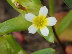 Gymnosteris parvula