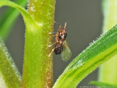 Pissonotus marginatus