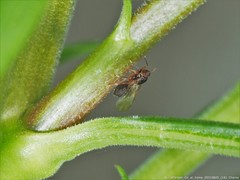 Pissonotus marginatus