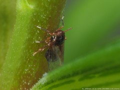 Pissonotus marginatus