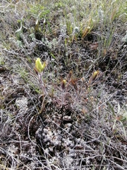 Castilleja pallida yukonis