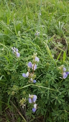 Lupinus variicolor