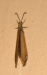 Banyutus lethalis