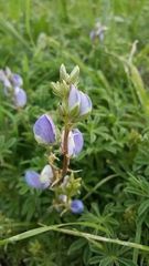 Lupinus variicolor