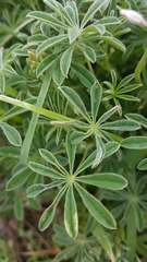 Lupinus variicolor
