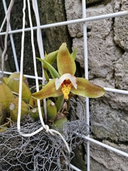 Lycaste deppei