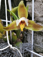 Lycaste deppei