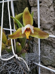 Lycaste deppei