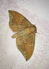 Eacles imperialis quintanensis