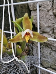 Lycaste deppei