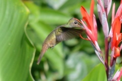 Amazilia yucatanensis