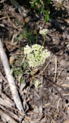 Perideridia bolanderi bolanderi