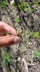 Perideridia bolanderi bolanderi