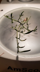 Perideridia bolanderi bolanderi