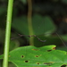Ghilianella maricruzae - Photo 由 Lepidoptera Colombiana 🇨🇴 所上傳的 (c) Lepidoptera Colombiana 🇨🇴，保留部份權利CC BY-NC