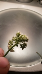 Perideridia bolanderi bolanderi