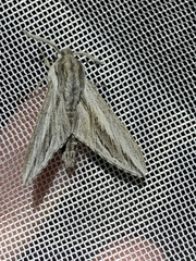 Sphinx dollii