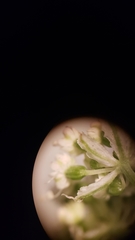 Perideridia bolanderi bolanderi