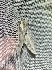 Sphinx dollii