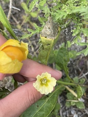 Physalis angustifolia