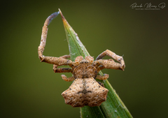 Coenypha edwardsi