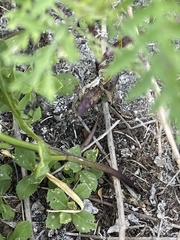 Physalis angustifolia