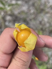 Physalis angustifolia