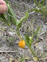 Physalis angustifolia