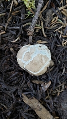 Handkea fumosa