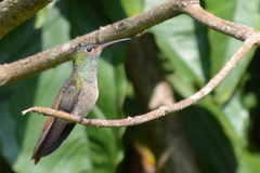 Amazilia yucatanensis