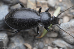 Carabus taedatus