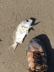 Leiostomus xanthurus